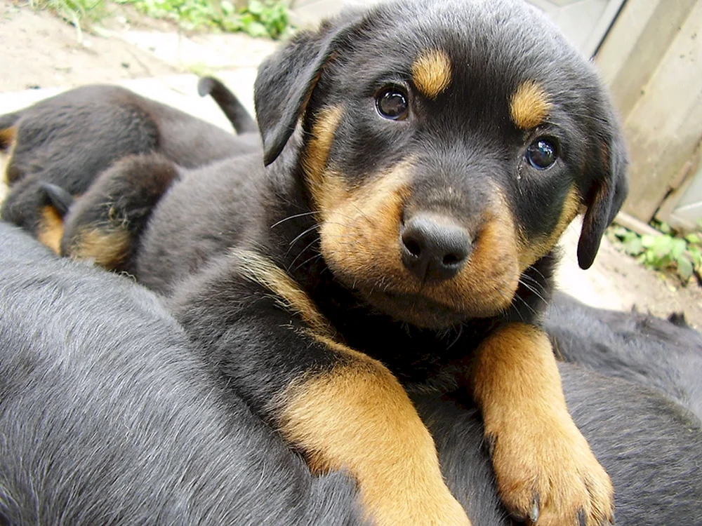 Hund Rottweiler