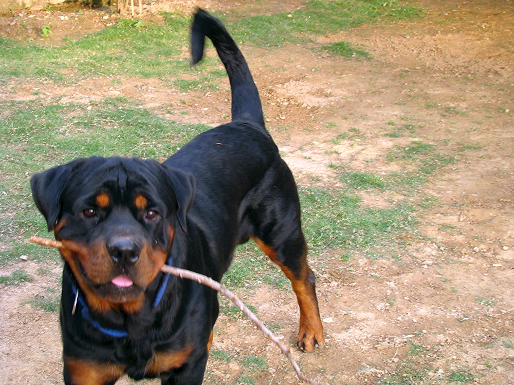 Rottweiler