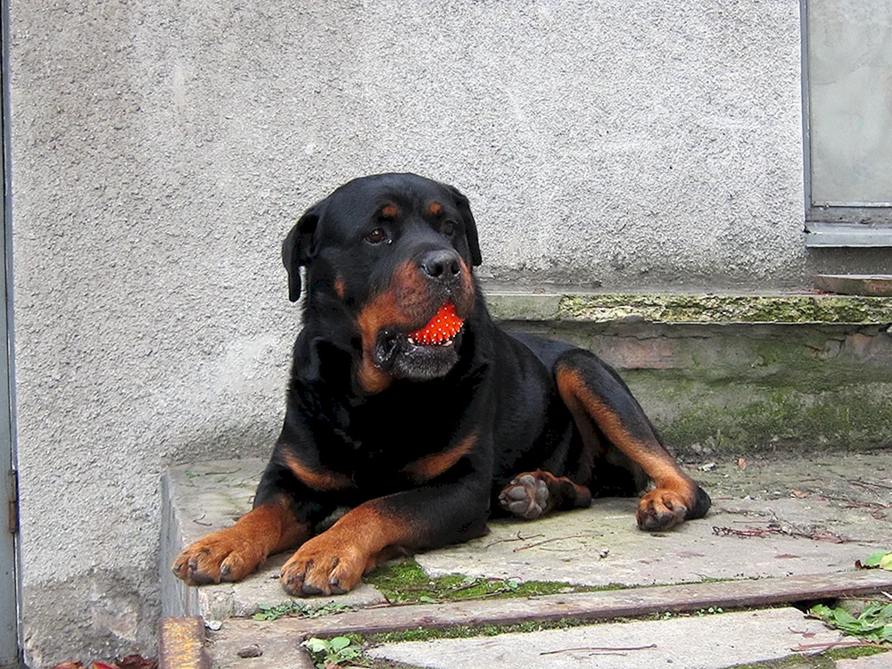 Budel Rottweiler
