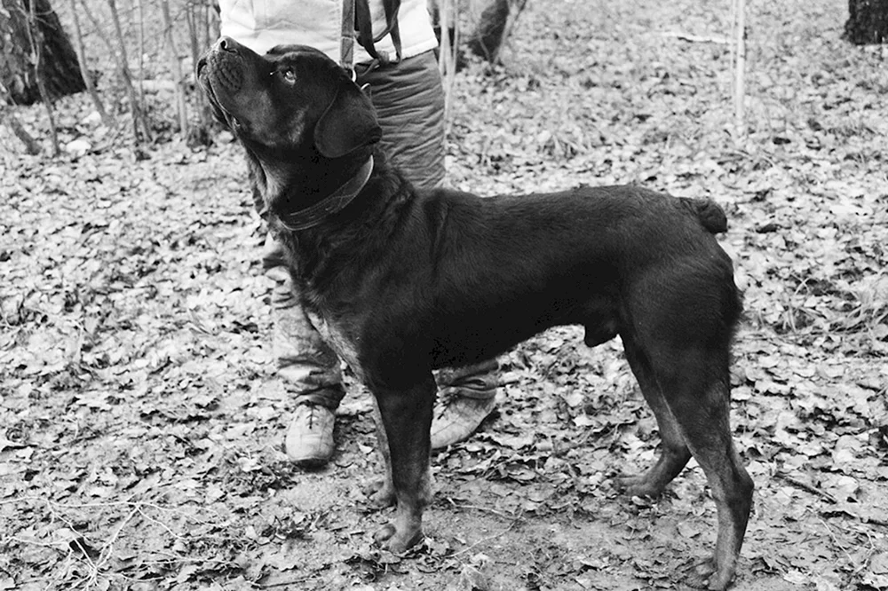 Rottweiler ohne Schwanz