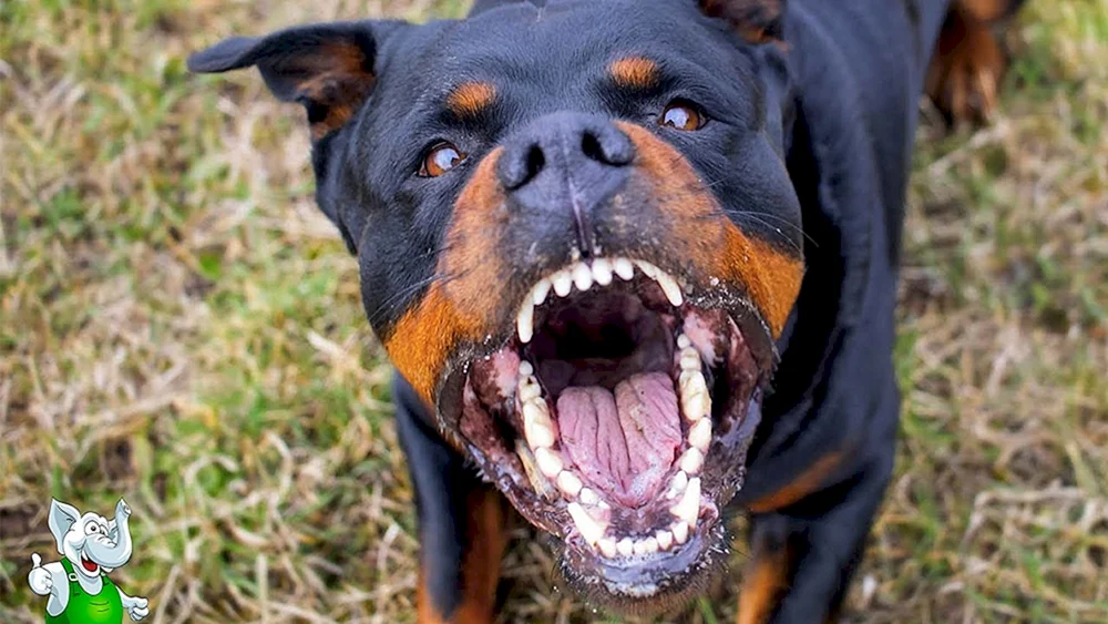 Amerikanischer Bandog-Terrier