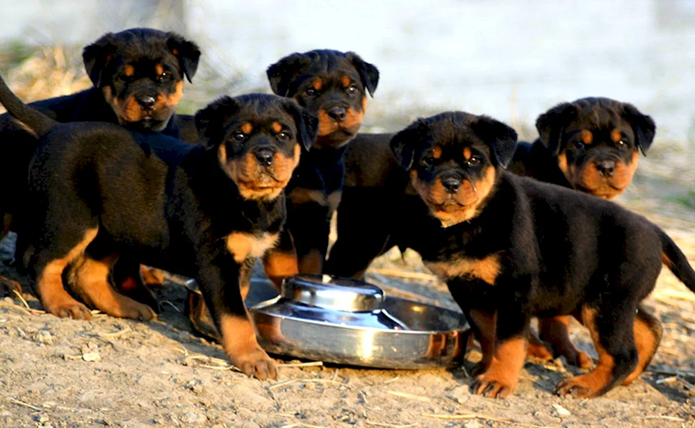 Hund Rottweiler