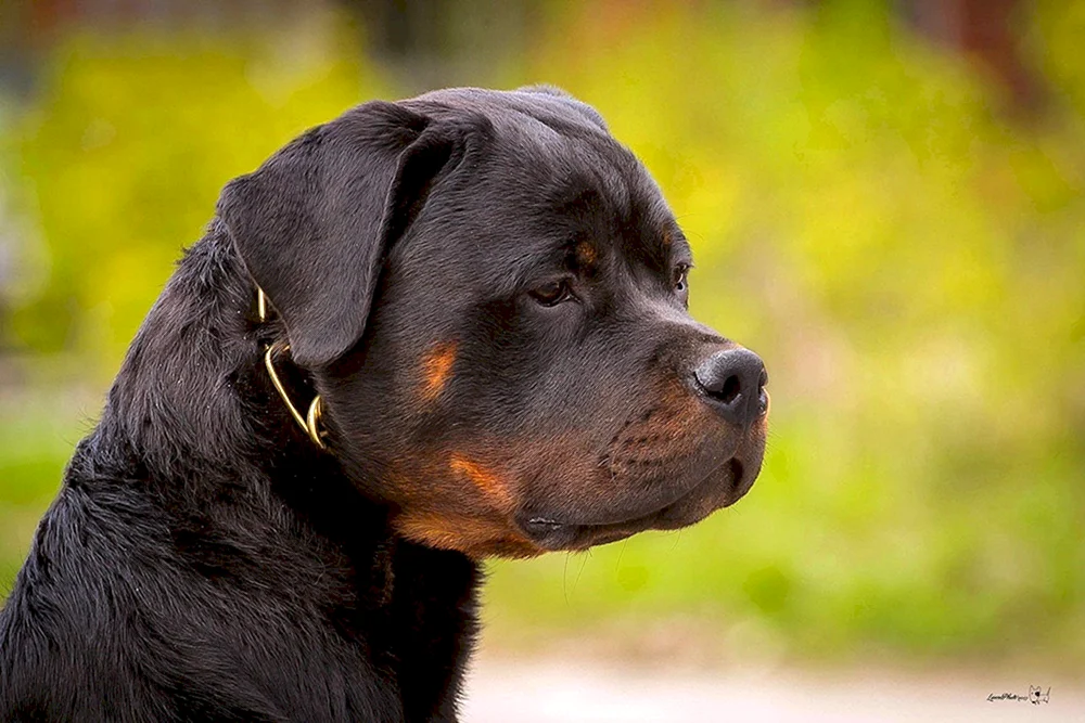 Necked Rottweiler