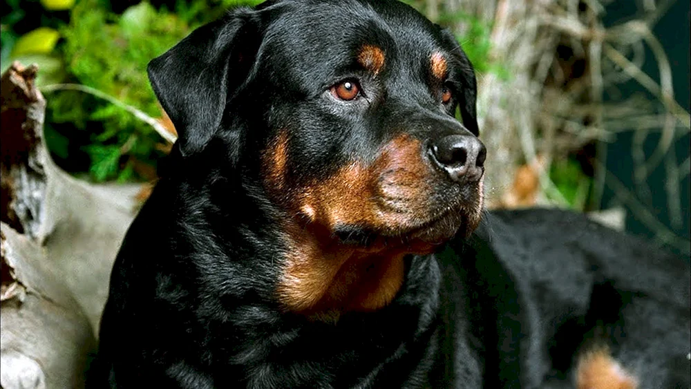 Rottweiler Kampfhund