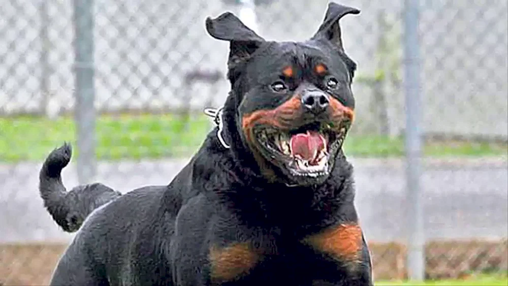 Gehäuteter Rottweiler Dobermann