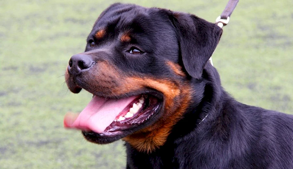 Rottweiler. Dusha