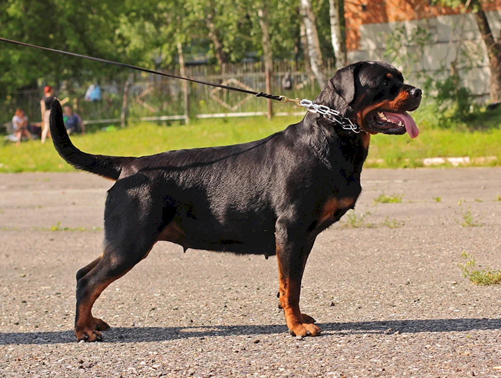 Langhaariger Rottweiler