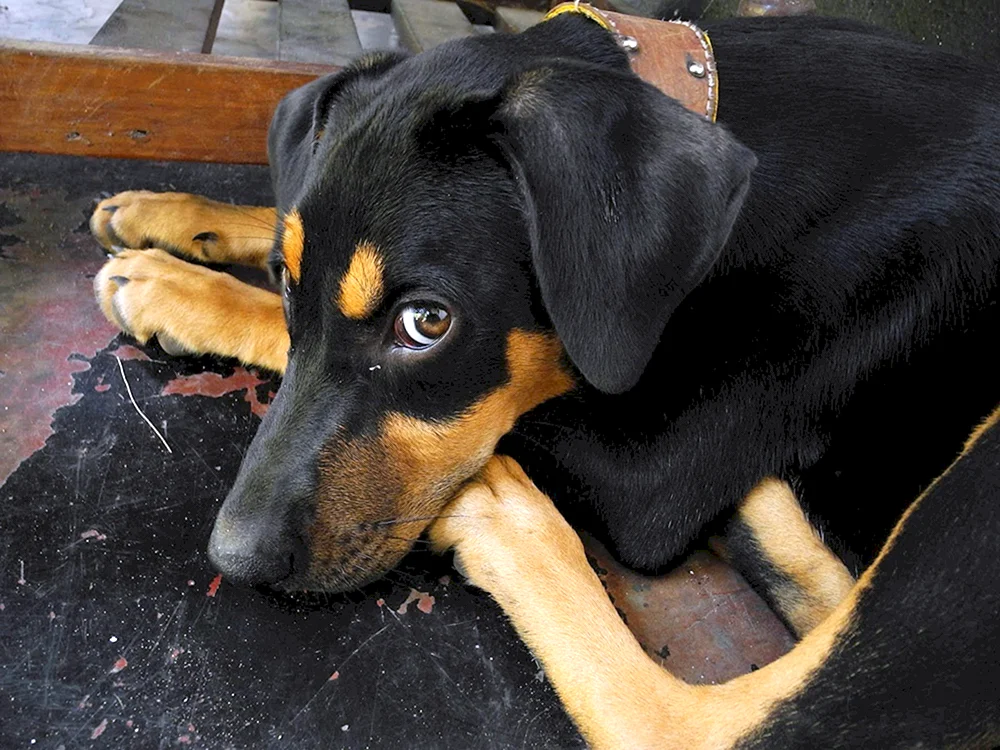 Weimaraner Dobermann métis