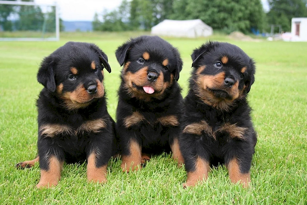 Hund Rottweiler