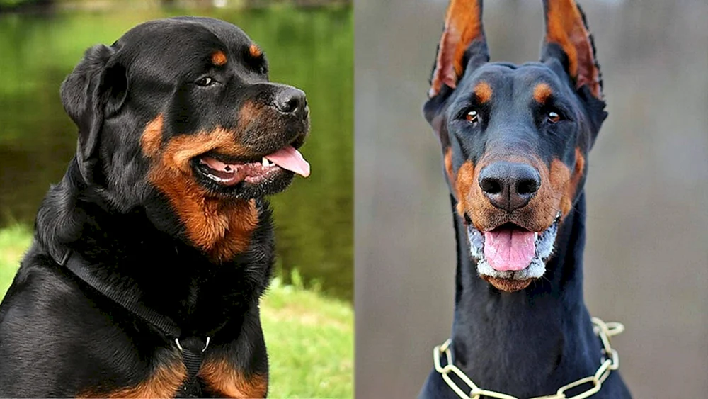 Rottweiler und Dobermann