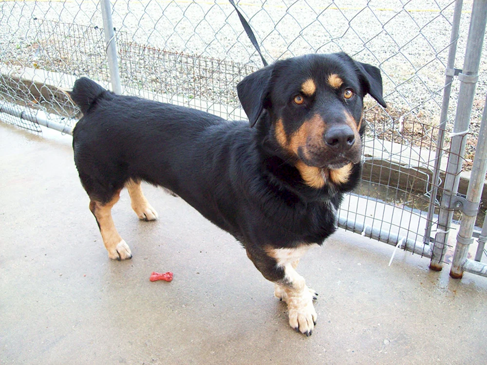 Rottweiler und Dackel