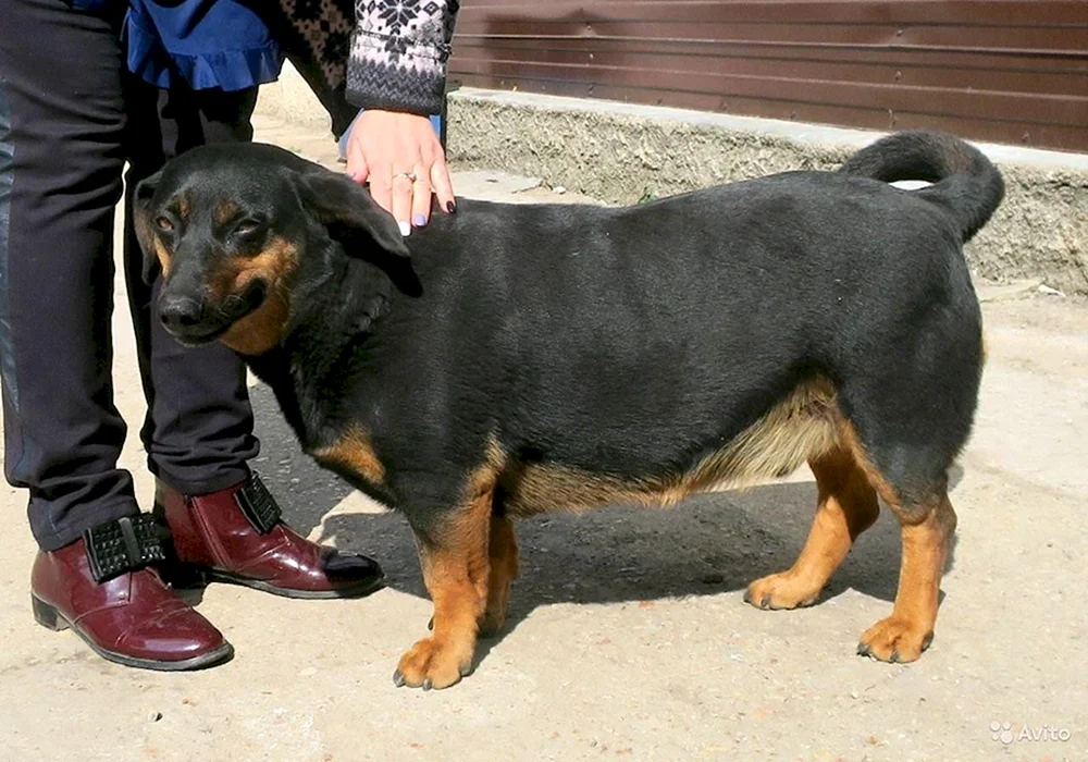 Rottweiler und Dackel