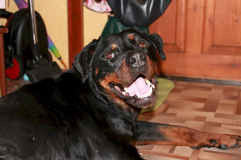 Timit Tor Rottweiler
