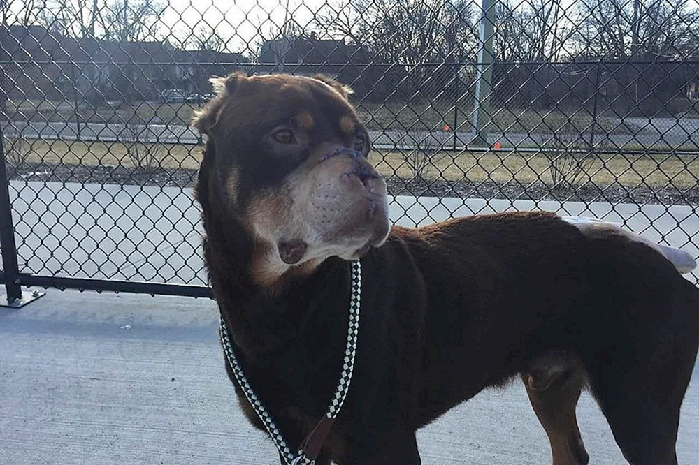 Carlick Rottweiler