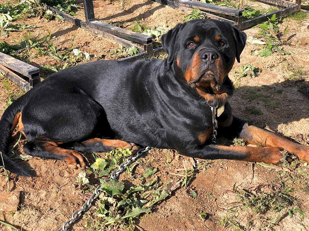 Gekaufter Rottweiler