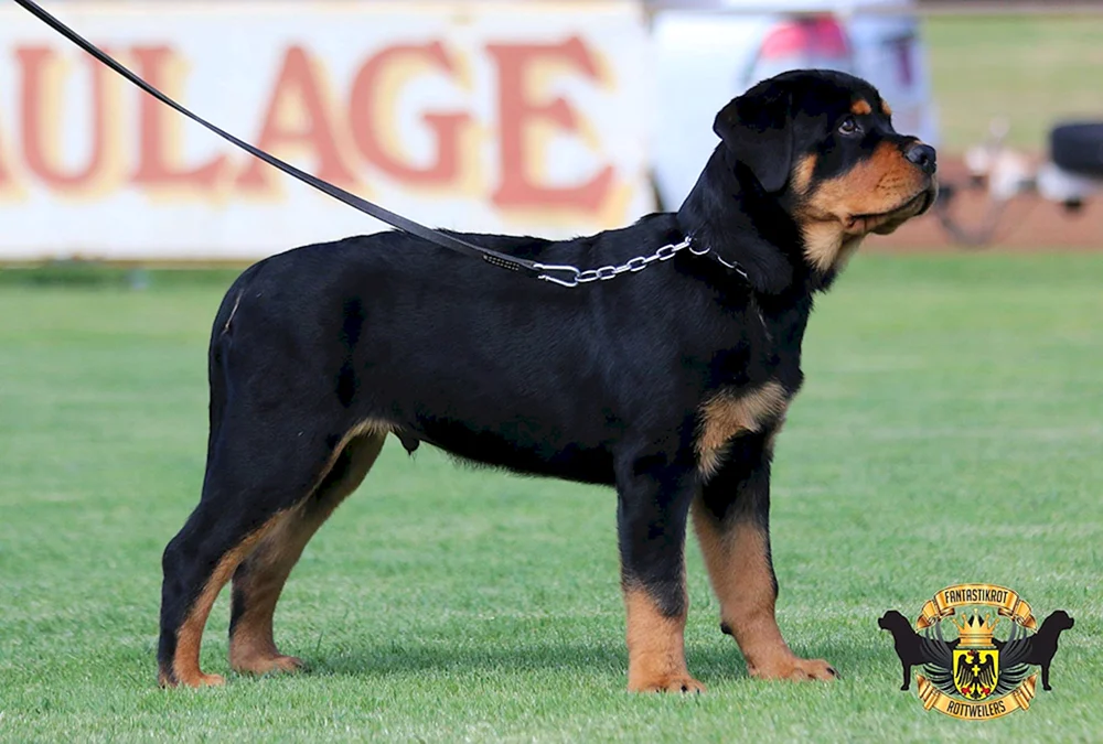 Gekaufter Rottweiler Rassestandard