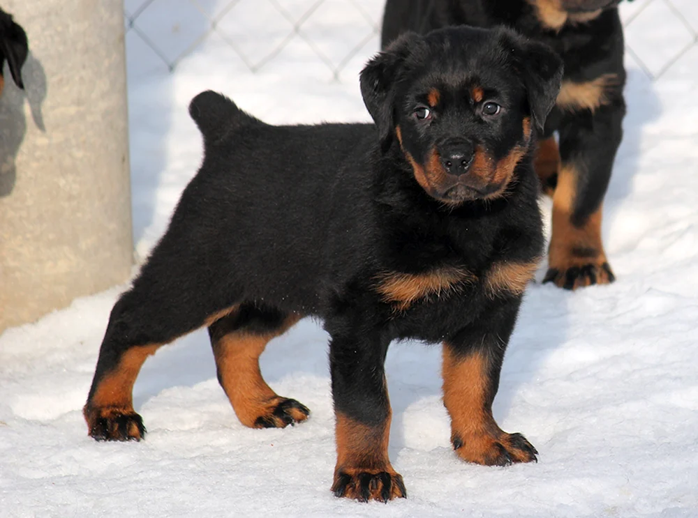 Rottweiler gekauft