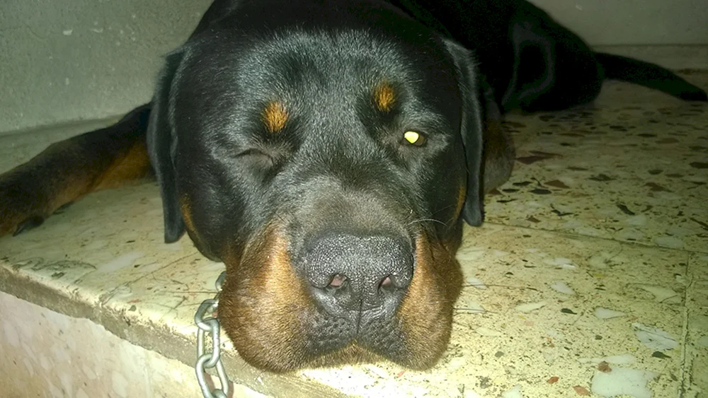 Rottweiler gekauft Ohren