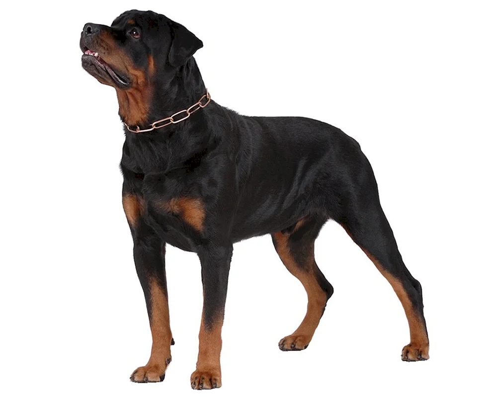 Hund Rottweiler