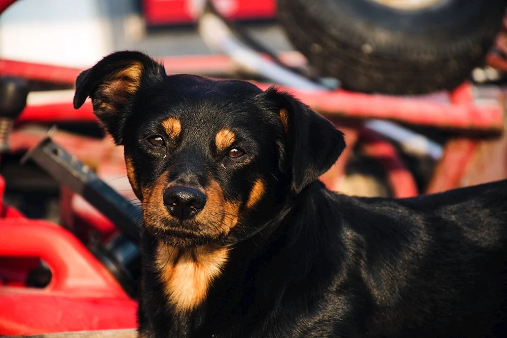 Appenzeller Sennenhund