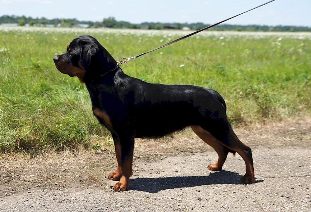 Ungekaufte Rottweiler Hündin