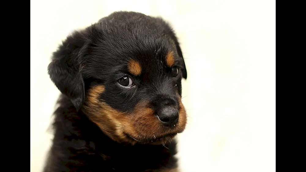 Rottweiler Welpe