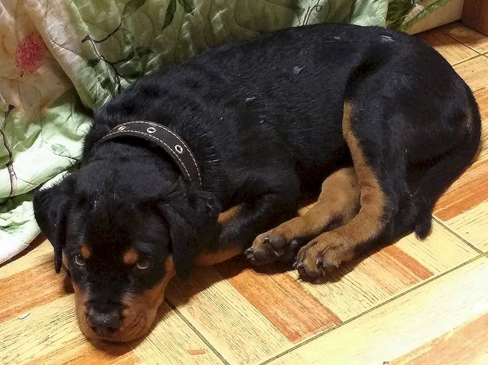 Necked Rottweiler