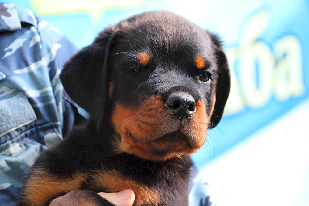 Mini Rottweiler