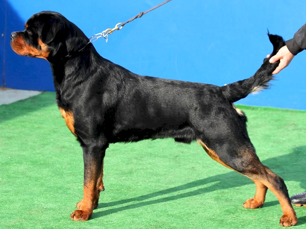 Ungekaufter Rottweiler