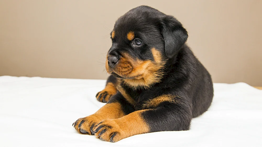 Kleiner Rottweiler-Hund