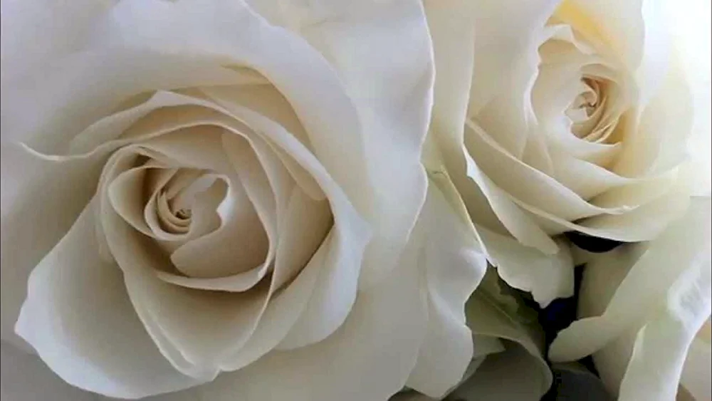 Weiße Rosen