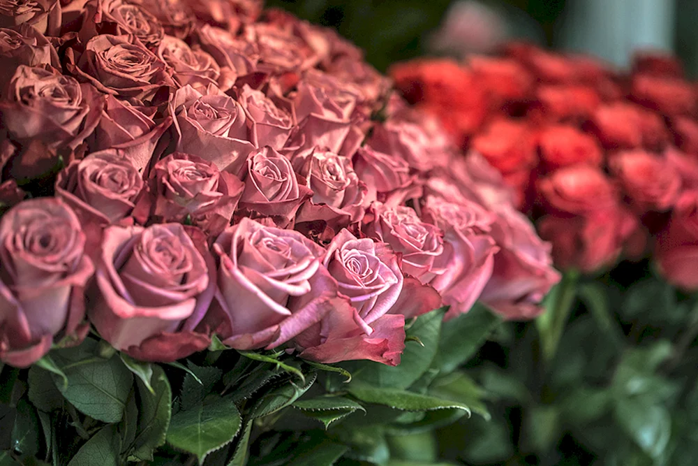 Rose Armando