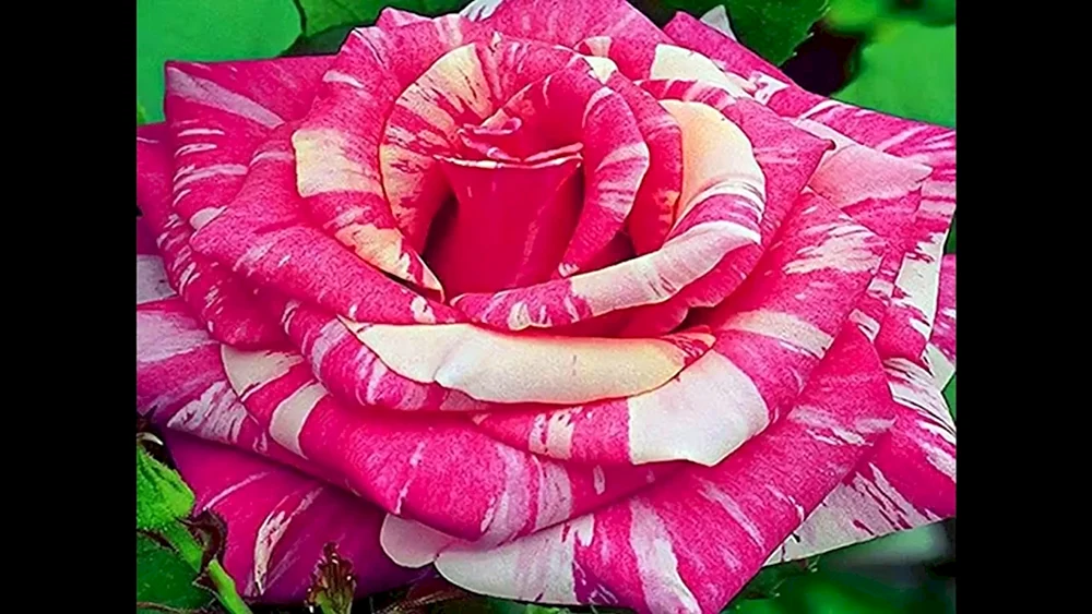 Fiji Negro-Rose