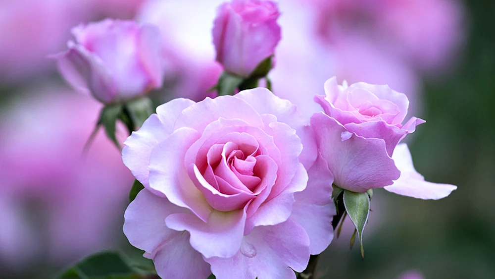 Rose Princess Kaori