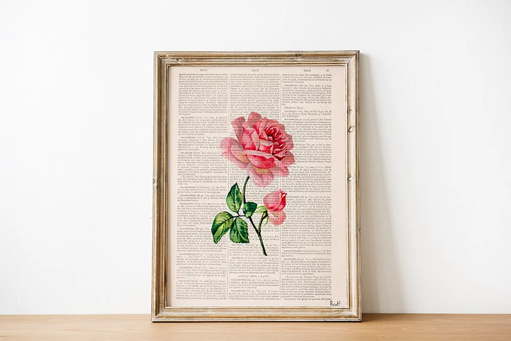 Rose blanmea decor encyclopaedia rose