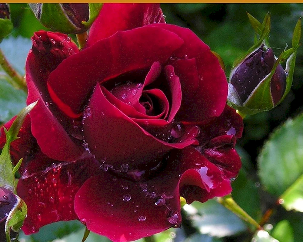 Schwarze Kirsche floribunda