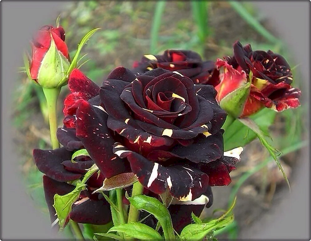Rose Mint