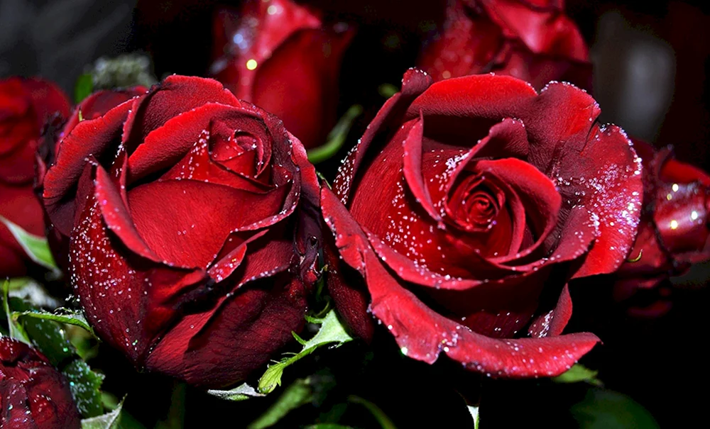 Rosa Pink. Flover