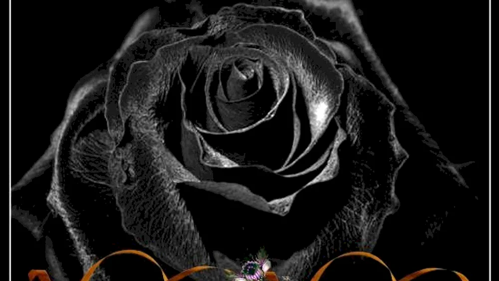 Schwarze Jaderose