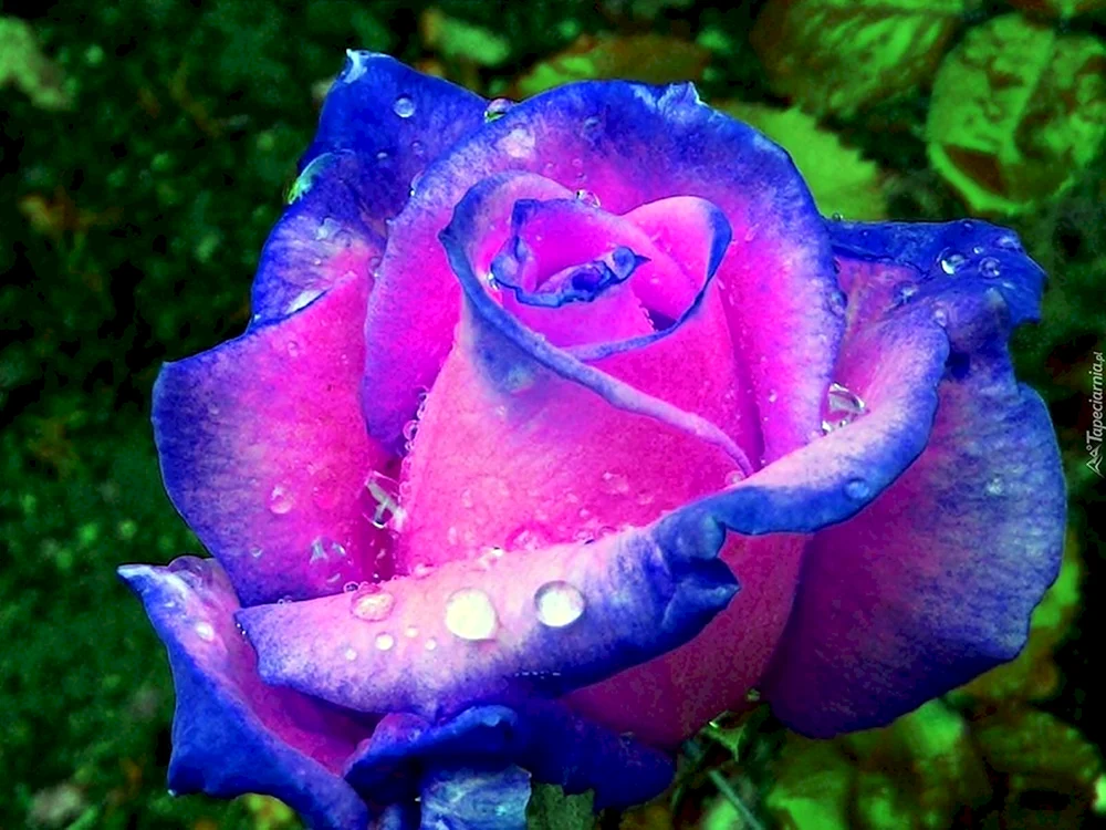 Rose Blaue Magie