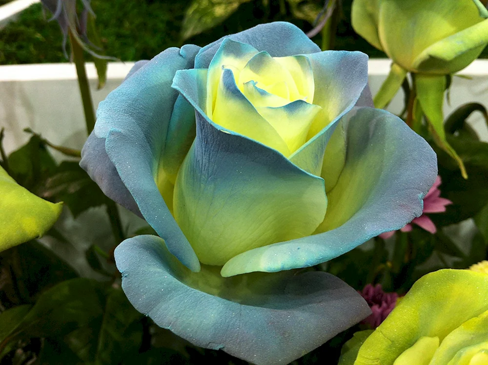 Rose Black Clementine