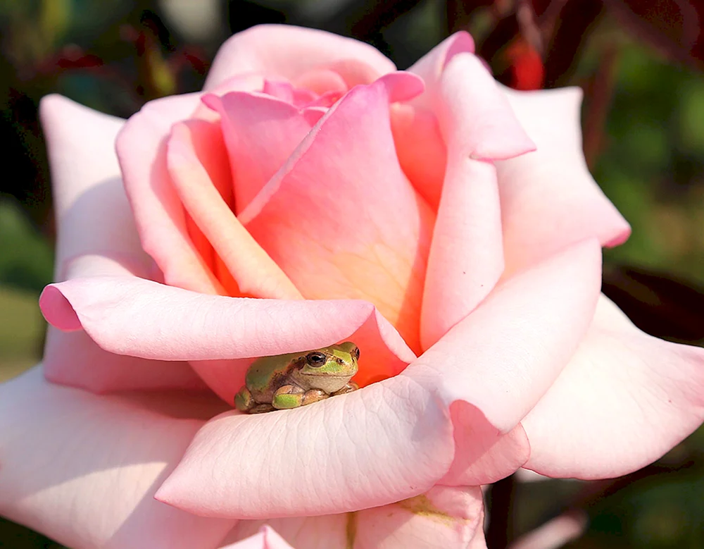 Tea rose Hybride a cappella