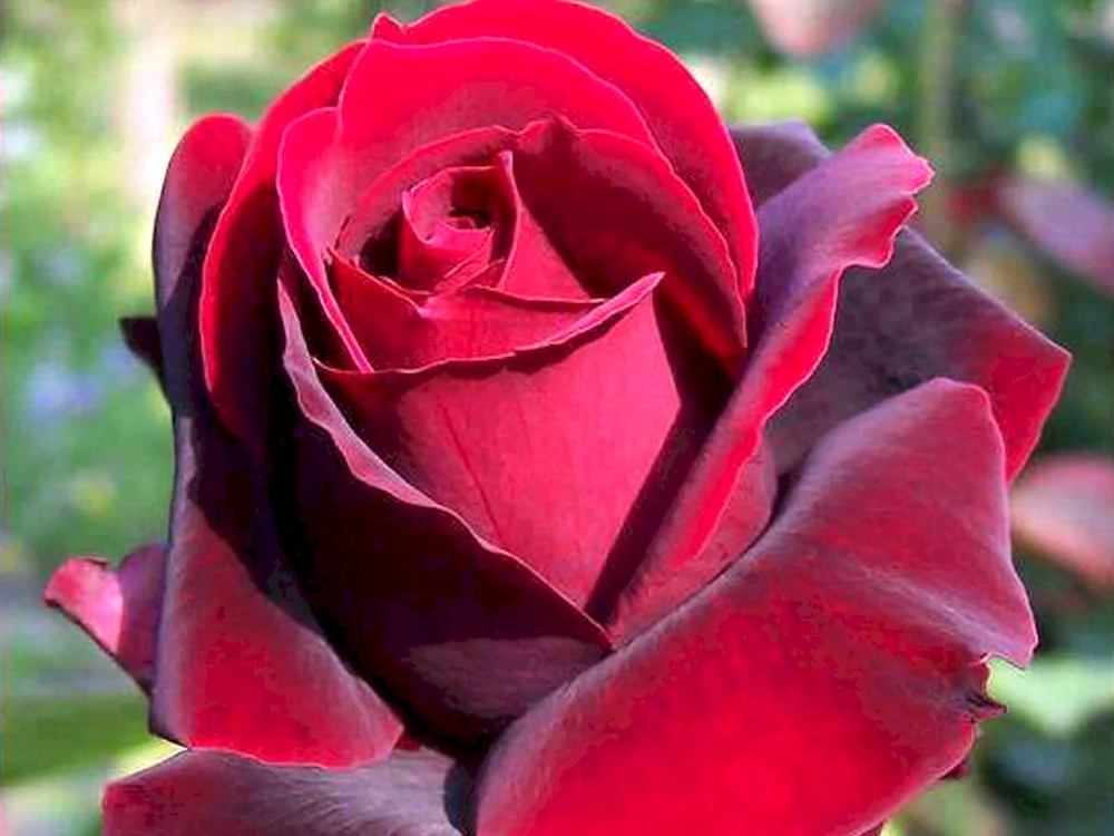Rose Tea-Hybrid Alliance