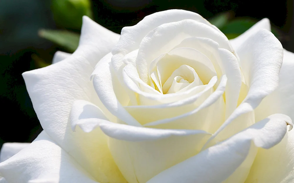 Weiße Blumen