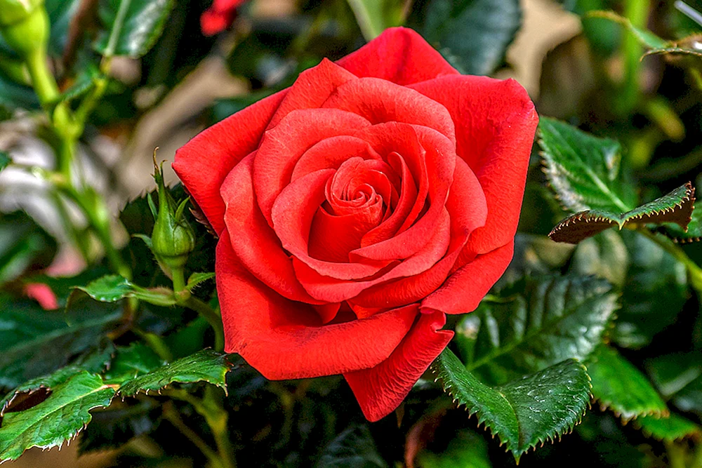 Rose Teehybride Full House