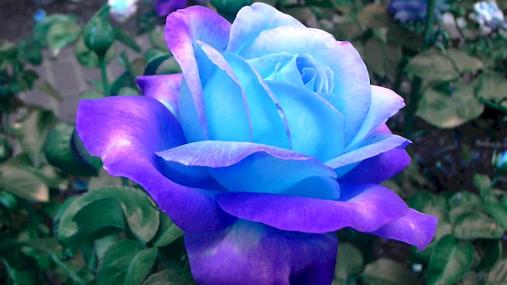 Rosa Rainbow