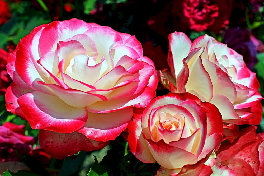 High Magic Tee-Hybrid Rose