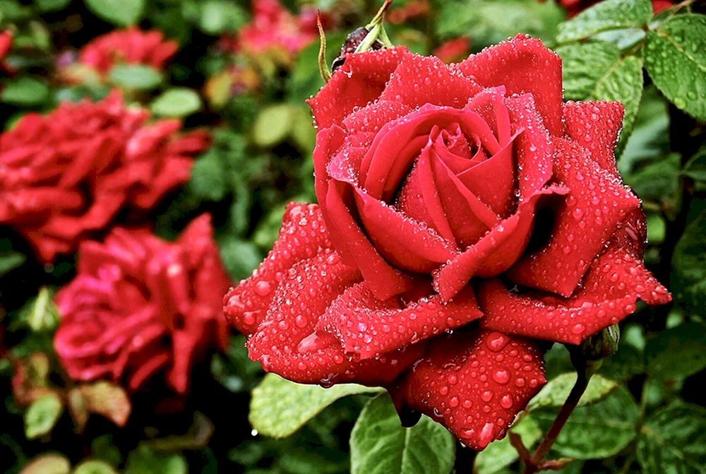 Rose Poetri