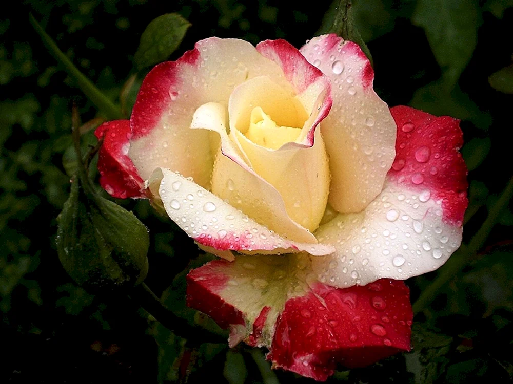 Remontante Rosen
