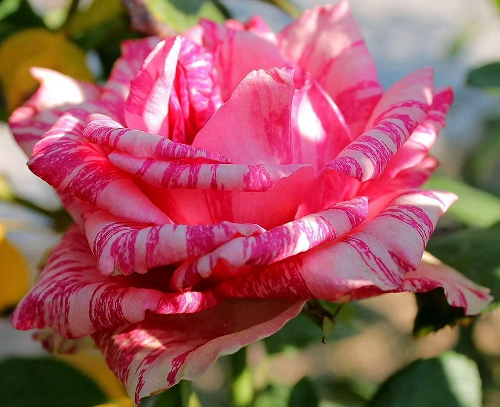 Teehybride rose. Rosa Intuition